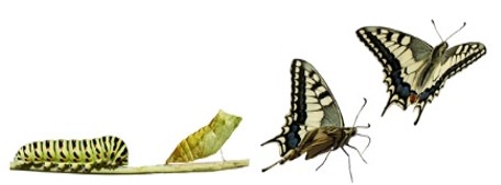butterfly transformation2
